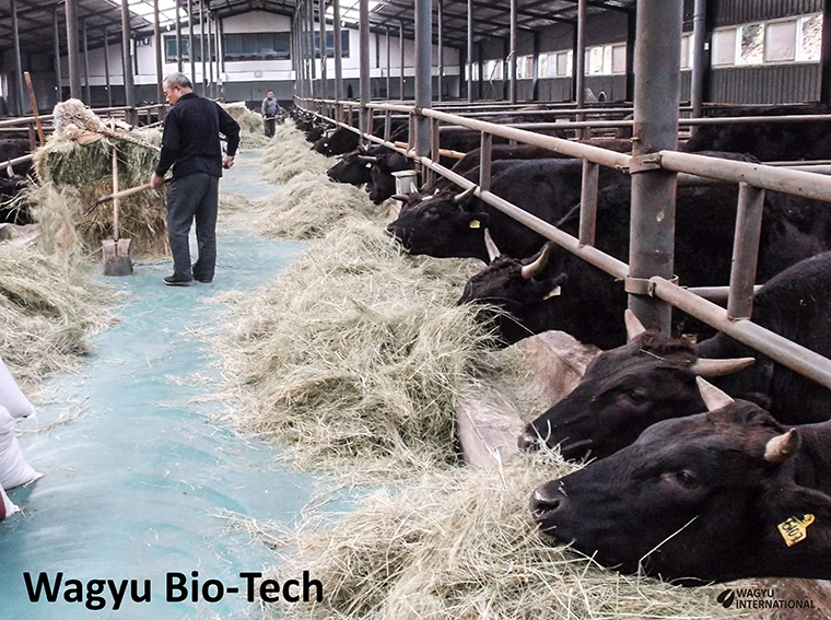 Feeding hay to Wagyu in feedlot at Wagyu Bio-Tech in China